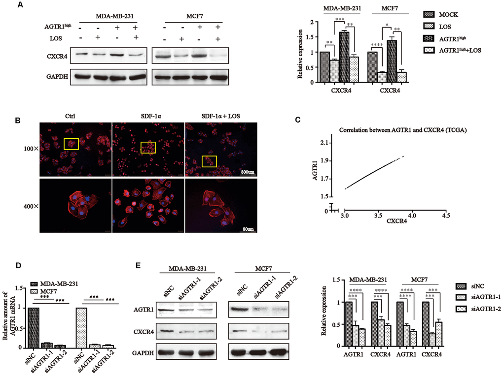 AGTR1 induces the expression of FAK/RhoA signaling molecules through CXCR4. (A) Effects of LOS and AGTR1 overexpression on CXCR4 expression in MDA-MB-231 and MCF7 cells detected by Western blot assay. Representative images are shown; protein bond intensities are in the right panel. * P0.05, ** P0.01, *** PPB) F-actin polymerization analysis in MDA-MB-231 stimulated with 100 nM SDF-1a or SDF-1a pretreated with LOS by rhodamine-phalloidin immunofluorescence. (C) Correlation between AGTR1 and CXCR4 analyzed by the TCGA database. (D) RT-PCR analysis of knocking down AGTR1 on MDA-MB-231 and MCF7 cells. *** PE) Representative figures of CXCR4 protein levels in siAGTR1 cells, as determined by Western blot assay. Quantification of AGTR1 and CXCR4 levels is in the right panel. *** PP