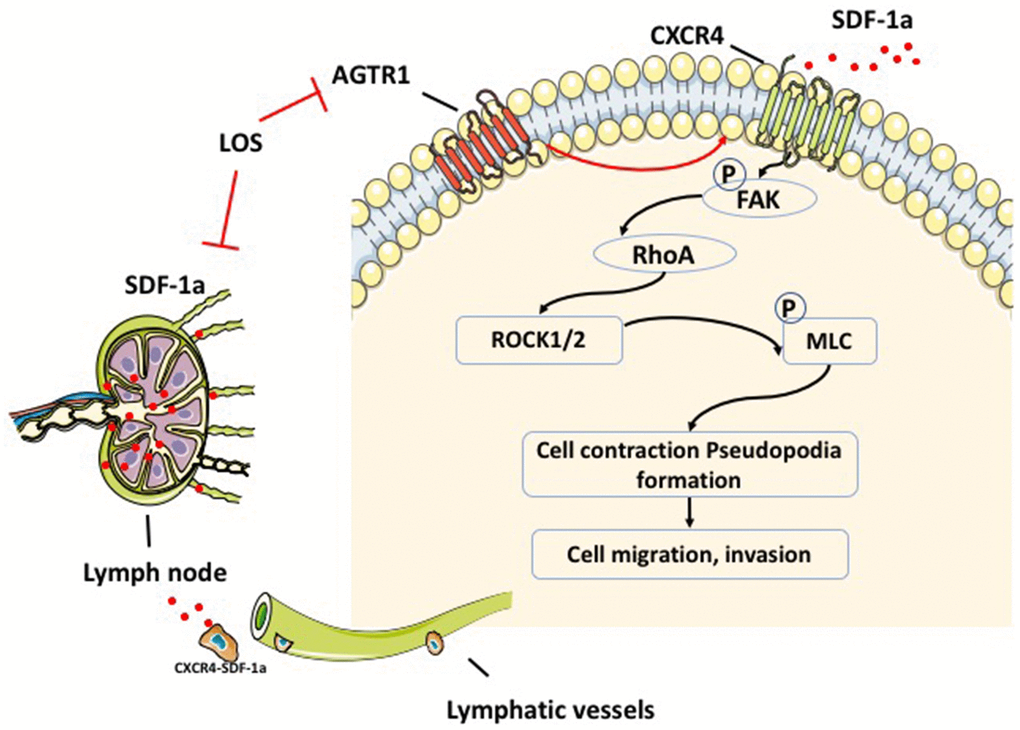 Schematic description of AGTR1-mediated signaling through CXCR4/SDF-1α, which regulates breast cancer migration and lymph node metastasis. AGTR1 enhances the level of SDF-1a in the lymph node, which attracts tumors that highly express CXCR4 cells. The mechanism of AGTR1-induced migration and invasion of tumor cells through upregulating CXCR4 and FAK/RhoA molecules.