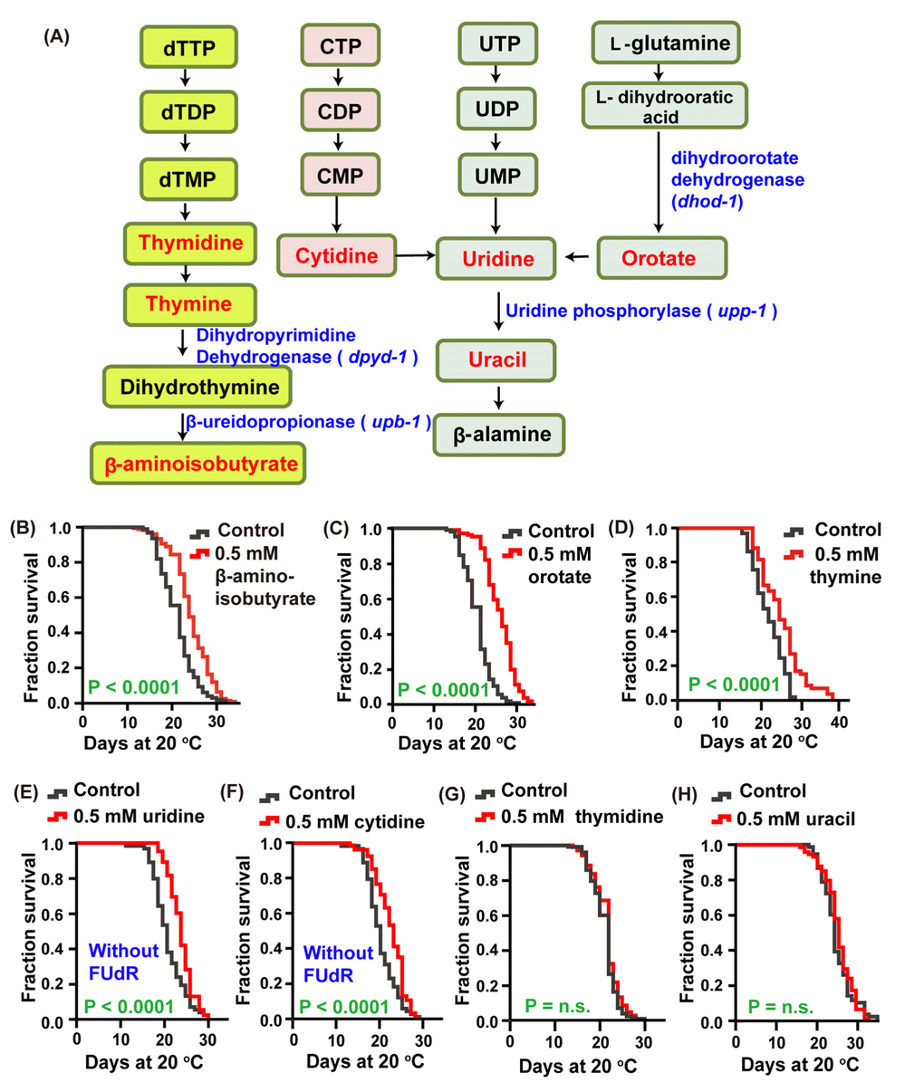 The intermediate metabolites of the pyrimidine metabolism pathway extended the lifespan of C. elegans. (A) Schematic representation of the pyrimidine metabolism pathway. (B–H) Lifespan of worms treated with 0.5 mM (B) β-aminoisobutyrate (red), (C) orotate (red), (D) thymine (red), (E) uridine (red), (F) cytidine (red), (G) thymidine (red), (H) uracil (red), and vehicle (gray) at 20 °C. The treatments were administered beginning on day 1 of adulthood. Lifespan was analyzed using the Kaplan-Meier test, and P values were calculated using the log-rank test; no significant difference was abbreviated as n.s. Data are representative of at least two independent experiments, and lifespan values are listed in Supplementary Table 1.