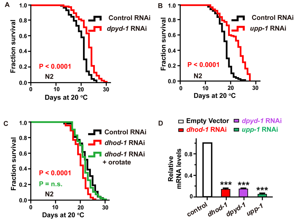 Characterization of the genes involved in the pyrimidine metabolism pathway as aging-related genes. (A–C) The effect of (A) dpyd-1 RNAi (red) and (B) upp-1 RNAi (red) on lifespan. (C) Lifespan of wild-type N2 exposed to control, dhod-1 RNAi, and dhod-1 RNAi with orotate supplementation. Lifespan values of repetitions are listed in Supplementary Table 1. (D) dhod-1, dpyd-1, and upp-1 RNA levels in whole worms after treatment of C. elegans with RNAi against dhod-1, dpyd-1 and upp-1, respectively, versus control RNAi. (mean ± SD, n=3, *** P