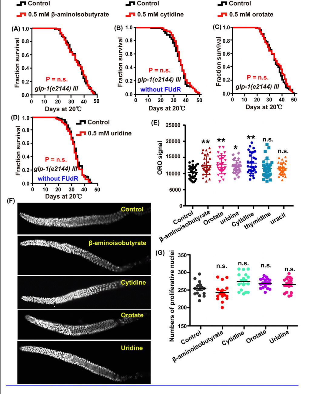Intermediate metabolites in pyrimidine metabolism influence the lifespan of C. elegans through regulating reproductive signals. (A–D) Lifespan analysis of glp-1 (e2144) animals treated with 0.5 mM (A) β-aminoisobutyrate (red), (B) cytidine (red), (C) orotate (red), (D) uridine (red), and water (black) on heat-inactivated E. coli OP50 (P value by log-rank test). The replicated data are summarized in Supplementary Table 1. (E) Quantification of ORO staining. Mean ± SD.; n ≥ 30 (Student’s t test). (F) DAPI-stained image of the gonads of N2 worms treated with 0.5 mM β-aminoisobutyrate, cytidine, orotate, and uridine and the untreated control. (G) Quantification of the germline stem cells in wild-type N2 worms treated with or without 0.5 mM of the metabolites. P values were calculated using Student’s t test.
