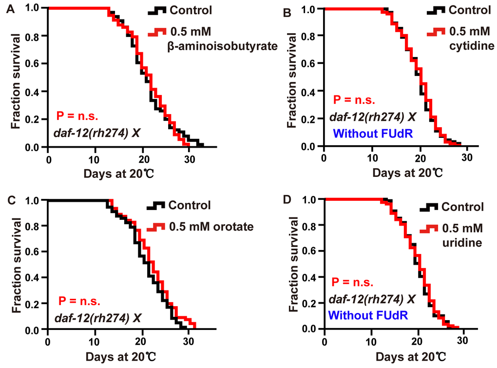 Intermediate metabolites in pyrimidine metabolism extended adult lifespan in a DAF-12-dependent manner. (A–D) Lifespan of daf-12 (rh274) animals treated with 0.5 mM (A) β-aminoisobutyrate, (B) cytidine (red), (C) orotate (red), (D) uridine (red), and vehicle (black). The P value was calculated by the log-rank test. Replicates of these experiments and statistical details are summarized in Supplementary Table 1.
