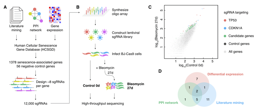 A large-scale CRISPR knockout screen for cellular senescence bypass. (A) Design of the senescence-associated sgRNA library. (B) Schematic diagram of the sgRNA library construction and the CRISPR knockout screen. (C) Scatterplot of the normalized reads count of all sgRNAs in control and bleomycin-induced samples. sgRNAs targeting positive control genes (TP53 and CDKN1A) and negative control genes were shown in different colors. (D) The source of the candidate senescence bypass genes in the design approach of the senescence-associated sgRNA library.