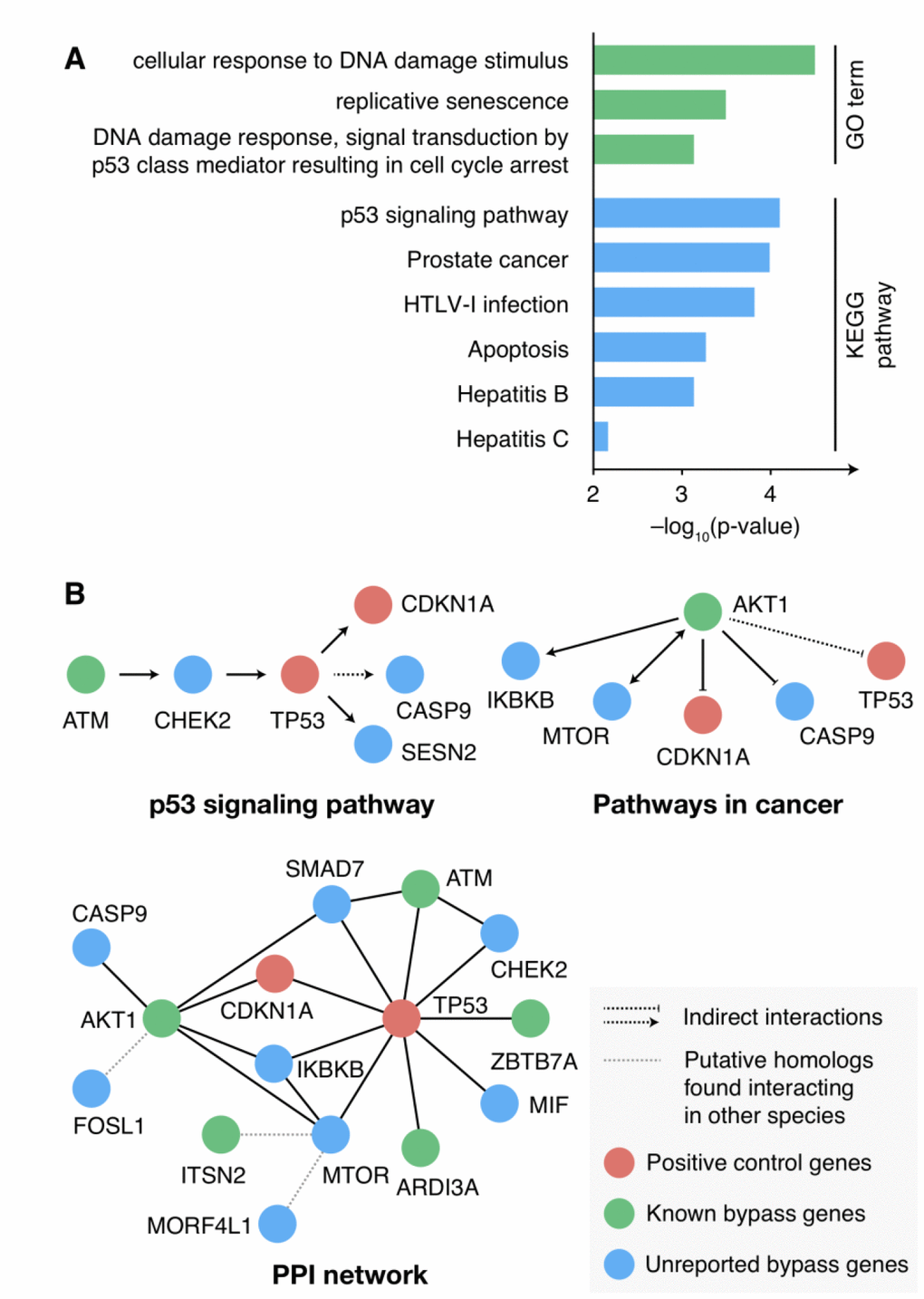 Function characterizations of the candidate senescence bypass genes. (A) KEGG pathway and GO enrichment results of the candidate senescence bypass genes. The p-value was adjusted using the Benjamini-Hochberg procedure. Terms with adjusted p-value B) The candidate genes in senescence-associated pathways and PPI networks.