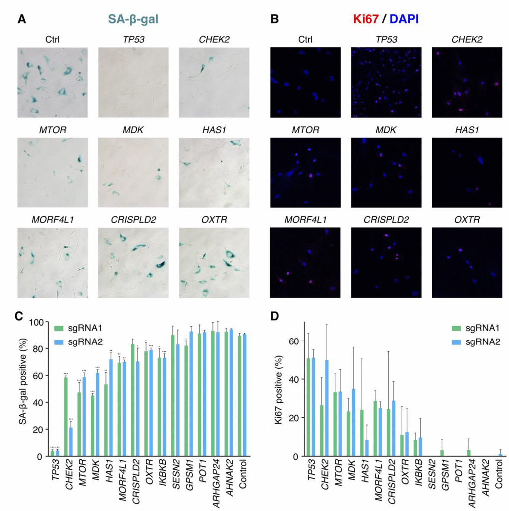 Validation results of the candidate senescence bypass genes. (A) The senescence bypass caused by different candidate genes knockout was detected with SA-β-gal staining. Representative images were shown. (B) Representative images of senescence bypass cells stained by the proliferative marker Ki67. (C) Percentage of β-gal positive cells at 27 days after bleomycin induction (n = 3, mean ± SD). *p p p t-test in comparison with control cells. (D) Percentage of Ki67 positive cells at 27 days after bleomycin induction in samples knocking-out candidate genes (n = 3, mean ± SD).