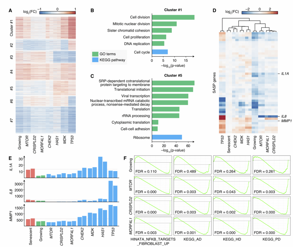 Transcriptomes of senescence bypass cells exhibited different patterns. (A) Fold changes of gene expressions of the senescence bypass cells compared with senescent cells. All differential expression genes (adjusted p-value B–C) KEGG pathway and GO enrichment results of genes in Cluster 1 and Cluster 5 respectively. Terms with adjusted p-value –5 were shown. (D) Fold changes of SASP gene expression compared with senescent cells. Genes with significantly up-regulated in senescent cells compared with normal growing cells were shown (adjust p-value E) Normalized expression profiles of IL1A, IL8, and MMP1 across all RNA-seq samples. Grey lines indicated the average expression in senescent samples. (F) GSEA analysis of growing, MTOR-deficiency, CRISPLD2-deficiency, and MORF4L1-deficiency samples in the geneset up-regulated by NF-κB (HINATA