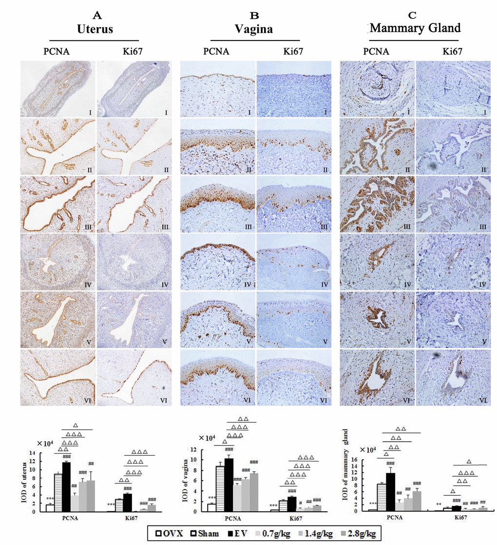 The effects of QYFE on expression of PCNA or Ki67 in the uterus, vagina and mammary gland in OVX rats. PCNA and Ki67 expression was assessed by quantitative immunohistochemistry. Representative photomicrographs taken at 200-X magnification of uterus (A) and 400-X magnification of vagina (B) and mammary gland (C) sections from each treatment group are shown: (I) Untreated ovariectomized (OVX) rat; (II) sham-operated rat; (III) OVX rat treated with estradiol valerate (EV); and OVX rat treated with (IV) 0.7 g/kg, (V) 1.4 g/kg, and (VI) 2.8 g/kg QYFE. Data are the mean standard deviation (SD) of samples from 10 rats. **P***P