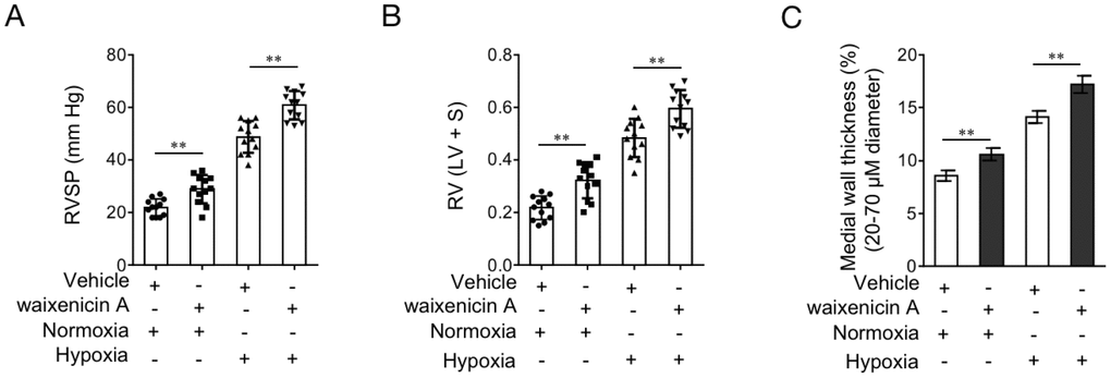 TRPM7 inhibitor waixenicin A exacerbates hypoxia-induced PAH in vivo. (A–D) Rats were exposed to hypoxia (10% O2) for 21 d or maintained under a normoxic condition, and concomitantly administrated with 200 mg/kg waixenicin A every 3 days. Each group includes 12 rats. The hemodynamic parameters including RV systolic pressure (RVSP) (A), and RV hypertrophy (RV/(LV+ septum (S)) (B) were measured. (C) Percentage of the medial wall thickness of pulmonary arteries. 20-70 μm in diameter. Data are mean ± SEM. n = 12. Unpaired Student’s t-test. **, P 