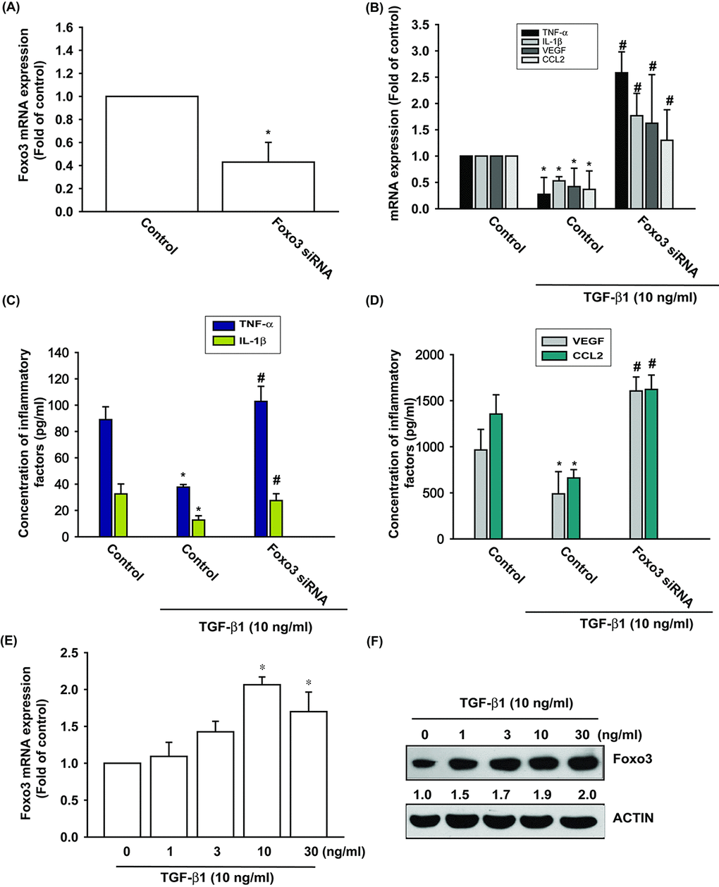 TGF-β1 promotes anti-inflammatory effects via FOXO3-dependent expression in OASFs. (A) OASFs were transfected with FOXO3 siRNA and the FOXO3 mRNA expression was examined by qPCR. (B-D) OASFs were transfected with FOXO3 siRNA, then incubated with TGF-β1 (10 ng/ml). The mRNA and protein levels of TNF-α, IL-1β, VEGF and CCL2 was examined by qPCR and ELISA. OASFs were incubated with 0, 1, 3, 10, and 30 ng/ml of TGF-β1 for 24 h; FOXO3 mRNA and protein expression were examined by qPCR (E) and Western blot (F). Results are expressed as the mean ± SEM. *p p 