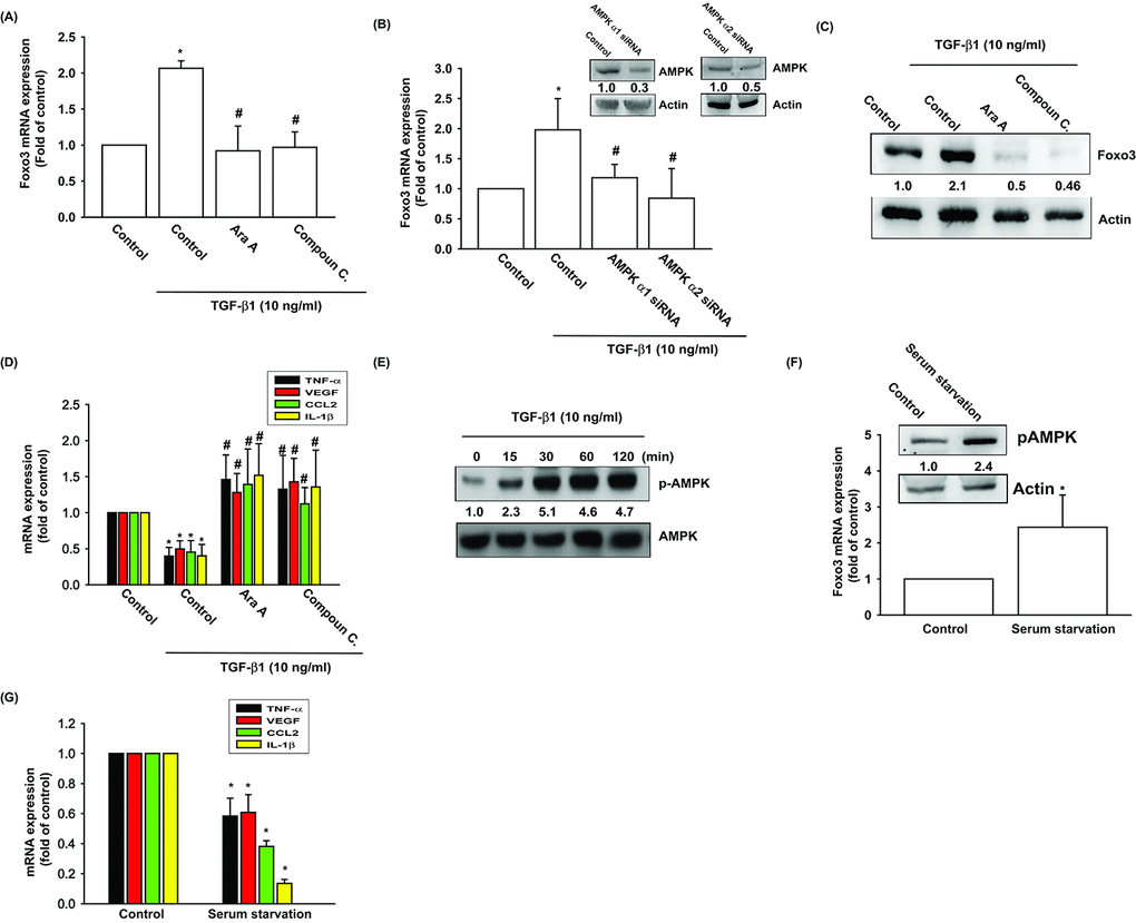 AMPK activation is involved in TGF-β1-induced FOXO3 synthesis. (A-D) OASFs were pretreated with AMPK inhibitors (Ara A and compound C) or transfected with AMPKα1 and α2 siRNAs, then incubated with TGF-β1 (10 ng/ml). The mRNA and protein levels were examined by qPCR and Western blot. (E) OASFs were incubated with TGF-β1 for the indicated time intervals, and the extent of AMPK phosphorylation was examined by Western blot. (F) Cells were serum starvation for 24 h, the AMPK phosphorylation and indicated mRNA expression were examined by Western blot and qPCR. Results are expressed as the mean ± SEM. *p p 