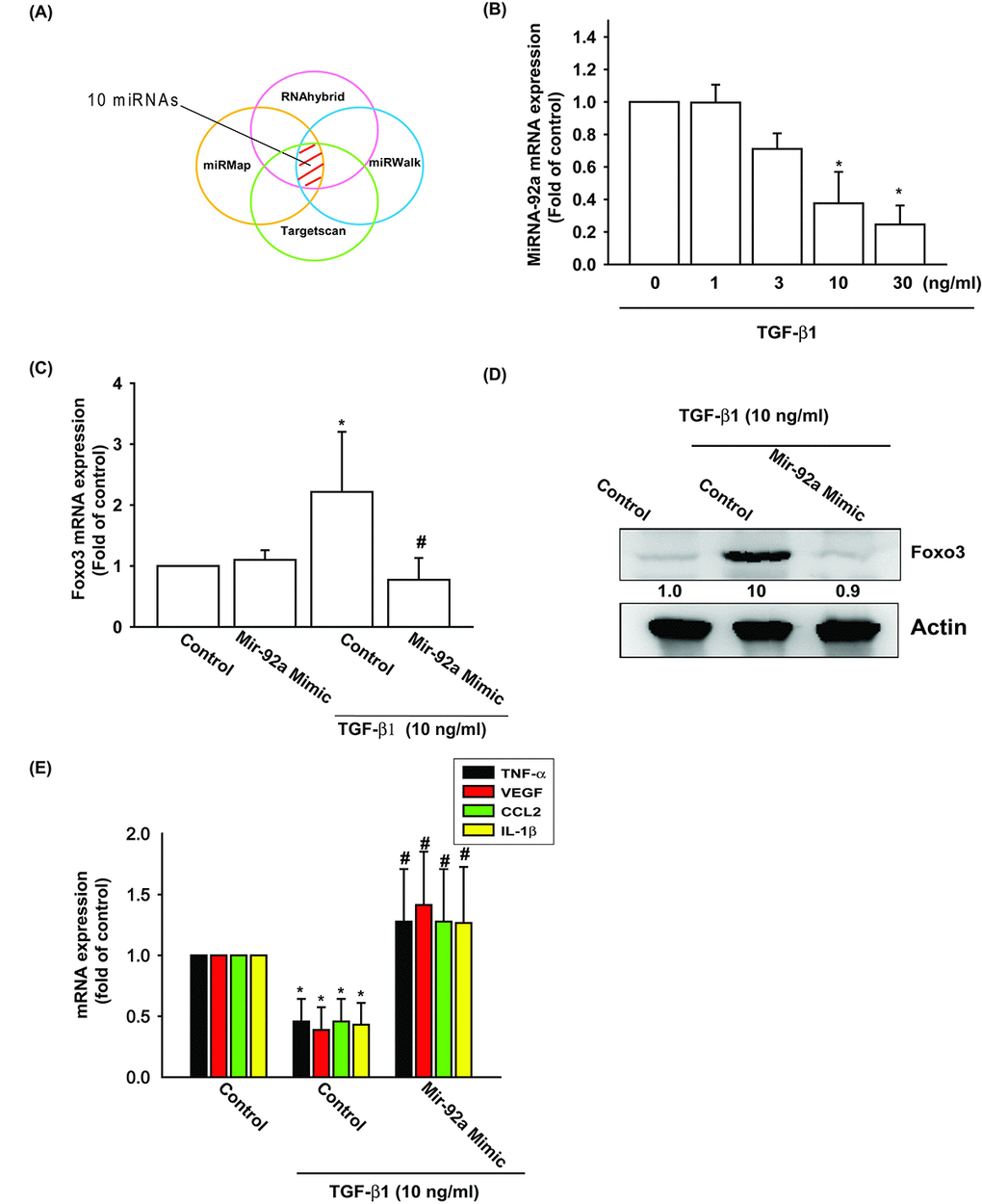 TGF-β1 suppression of miR-92a enhances FOXO3 production. (A) Open-source software (TargetScan, miRDB, and miRWalk) was used to identify which miRNAs could possibly interfere with FOXO3 transcription. (B) OASFs were incubated with TGF-β1 at concentrations of 0, 1, 3, 10, and 30 ng/ml. miR-92a expression levels were examined by qPCR assay. (C-E) OASFs were transfected with miR-92a mimic and then stimulated with TGF-β1. The mRNA and protein levels were examined by qPCR and Western blot. Results are expressed as the mean ± SEM. *p p 