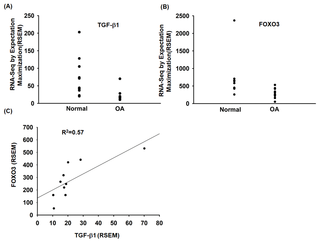 The TGF-β1 and FOXO3 expression in OA patients. (A, B) Expression levels of TGF-β1 and FOXO3 in paired normal and OA tissues retrieved from the GEO dataset records (GDS5403). (C) Correlation between TGF-β1 and FOXO3 expression levels in OA specimens retrieved from the GEO dataset.