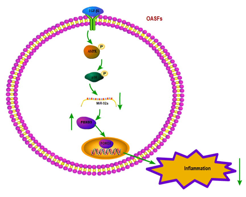 Schematic diagram summarizes the mechanism whereby TGF-β1 promotes FOXO3 expression in OASFs. TGF-β1 promotes anti-inflammatory FOXO3 expression in OASFs by downregulating miR-92a through the AMPK and p38 signaling pathways.