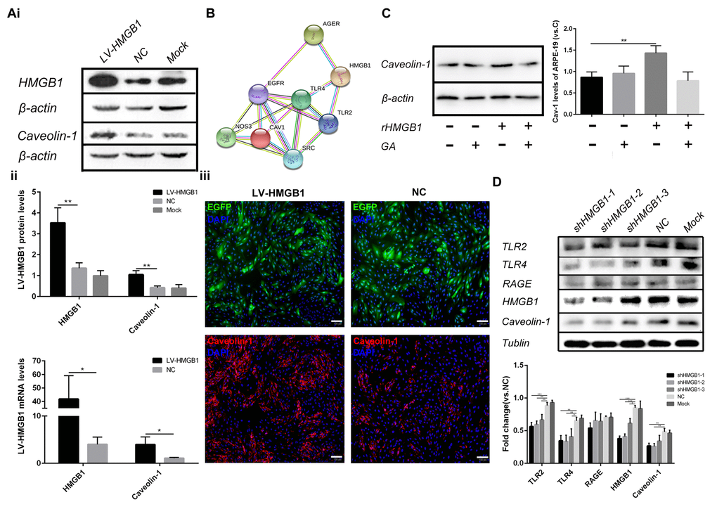 HMGB1 upregulation and release increase the expression of Caveolin-1. (A) (i) Western blot analyses showed that overexpression of HMGB1 upregulated Caveolin-1; β-actin was used as the loading control; Western blot results were quantified by densitometry, and the results are expressed as a ratio with β-actin. (ii) qPCR analyses showed that overexpression of HMGB1 upregulated Caveolin-1. Data are presented as means ± SD; * indicates a p value p value B) Protein interaction between HMGB1 and Caveolin-1 was revealed by the STRING version 9.1 program. (C) Relative Caveolin-1expression in RPE cell incubated with normal medium, 1μg/ml rHMGB1, 100μM GA, or 1μg/ml rHMGB1+100μM GA, Data are presented as means ± SD; * indicates a p value p value D) Western blot analyses showed that knock-down of HMGB1 downregulated Caveolin-1; Tublin was used as the loading control, western blot results were quantified by densitometry, and the results are expressed as a ratio with Tublin. Data are presented as means ± SD; * indicates a p value p value 