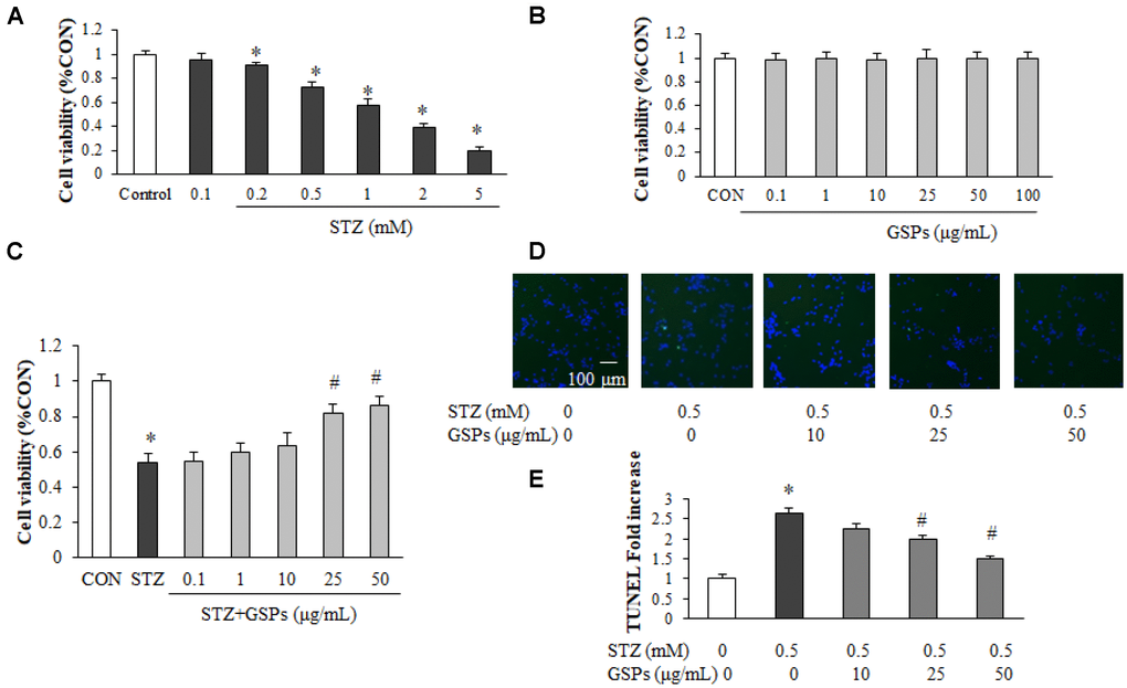 GSPs alleviated STZ-induced neuron loss and apoptosis in primary mouse cortical neurons. (A, B) Neurons were treated with different concentrations of STZ (0.1, 0.2, 0.5, 1, 2 and 5 mM) (A) or GSPs (0.1, 1, 10, 20, 50 and 100 μg/mL) for 24 h (B). (C) Neurons were pre-incubated with GSPs (0.1, 1, 10, 25 and 50 μg/mL) for 2 h prior to being exposed to 0.5 mM STZ for 24 h. (D) Cell apoptosis was measured by TUNEL staining. (scale bar = 100 μm). (E) Quantitative analysis of TUNEL staining. *P vs CON; #P vs STZ, n=4.