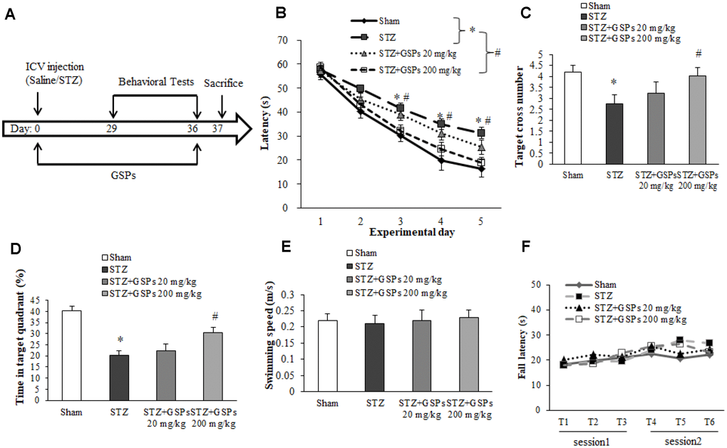 GSPs effectively counteracted the cognitive impairments in mice subjected to ICV injection of STZ. (A) Schematic diagram of animal study design. (B) The escape latency of the training acquisition trials for 5 consecutive days in Morris water maze (MWM). (C) The target cross number of the probe test in MWM. (D) The time in target quadrant in the probe test in MWM. (E) The swimming speed in the probe test in MWM. (F) The fall latency in the rotarod test. *P vs Sham; #P vs STZ, n=10.