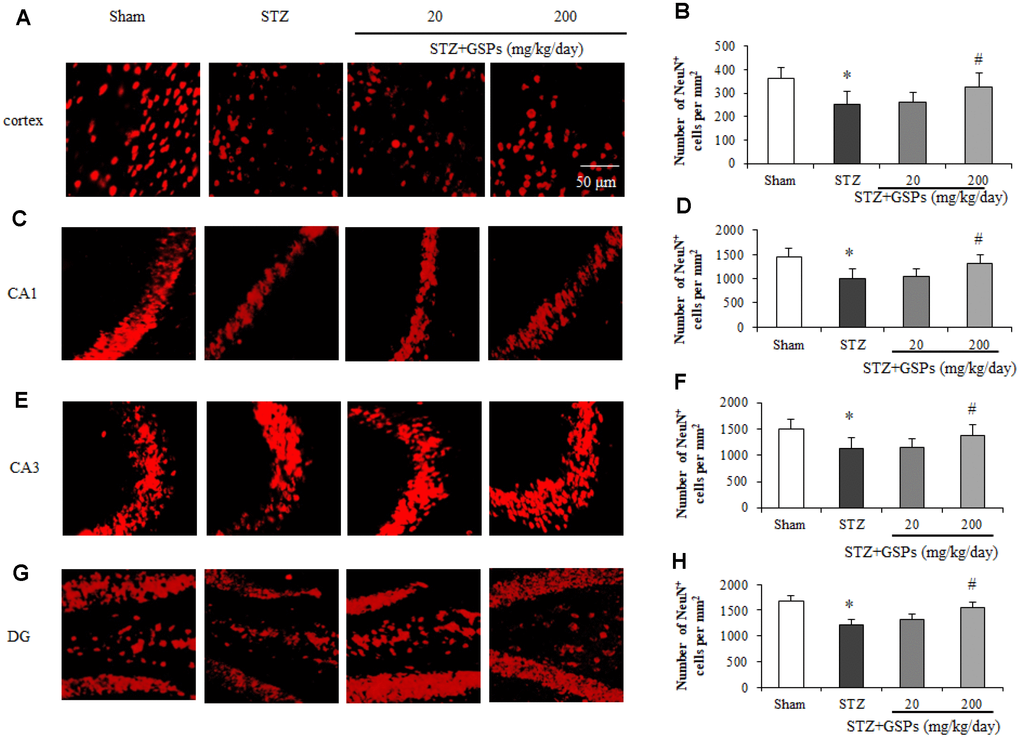 GSPs eliminated STZ-induced neuronal loss in the cortex and CA1, CA3 and DG of hippocampus. Representative images of immunofluorescence staining assay of NeuN in the cortex (A), hippocampal CA1 (C), CA3 (E) and dentate gyrus (G) areas. Quantification of NeuN-positive cells in the cortex (B), hippocampal CA1 (D), CA3 (F) and dentate gyrus (H) areas. *P **P vs Sham; #P #P vs STZ, n=4-6.