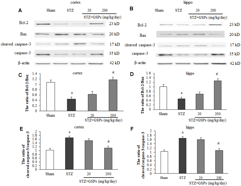 GSPs inhibited STZ-induced mitochondria-associated apoptosis signaling pathway in vivo. (A and B), Representative immunoblot bands for Bcl-2, Bax, cleaved caspase-3 and caspase-3 in the cerebral cortex and hippocampus. (C-F), Quantification analysis of immunoblot bands. Protein expression levels were normalized to β-actin. *P vs Sham; #P vs STZ, n=4-6.