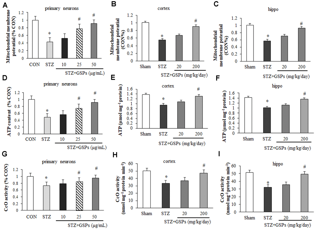 GSPs improved the levels of mitochondrial membrane potential (MMP), ATP and the activity of CcO in vitro and in vivo. Pretreatment with 25 ug/mL or 50 ug/mL GSPs significantly increased STZ decreased levels of MMP (A), ATP (D) and the activity of CcO (G) in primary cortical neurons. Administration of high dosage of GSPs significantly increased STZ decreased levels of MMP (B), ATP (E) and the activity of CcO (H) in the cerebral cortex. Intake of high dosage of GSPs significantly increased levels of MMP (C), ATP level (F) and the activity of CcO (I) in the hippocampus. *P vs CON or Sham; #P vs STZ, n=4-6.