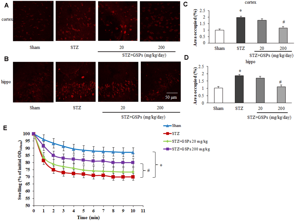 GSPs blocked STZ-induced mitochondrial superoxide production and mitochondrial swelling. (A and B) Representative fluorescent staining of MitoSOX Red in the cerebral cortex and the hippocampus CA1 region of mice. (C and D) Quantification analysis showed changes of area occupied by fluorescent staining. (E) Comparison of the mitochondrial swelling among different groups. *P vs Sham; #P vs STZ, n=6.