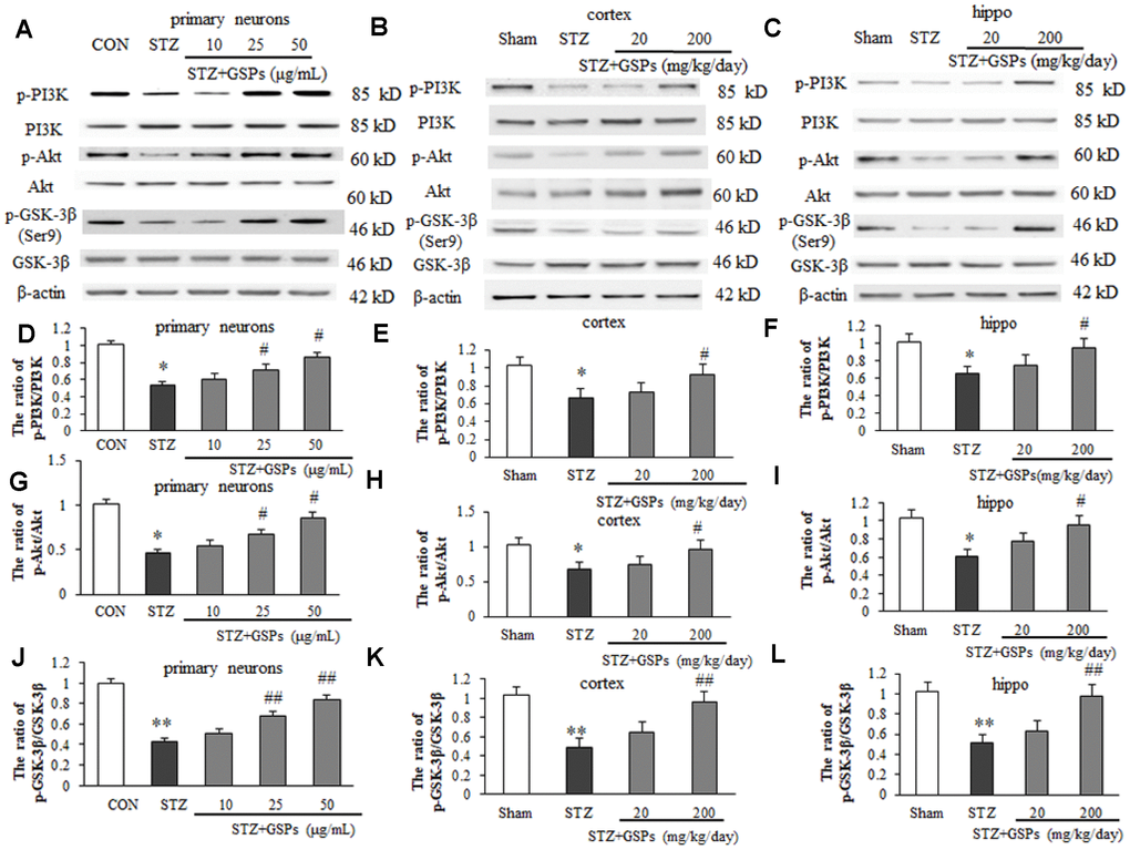GSPs improved STZ-reduced ratios of p-PI3K/ PI3K, p-Akt/Akt and p- GSK-3β/GSK-3β in vitro and in vivo. (A–C) Representative immunoblot bands for p-PI3K, PI3K, p-Akt, Akt, p-GSK-3β (Ser9), GSK-3β and β-actin in primary cortical neurons, the cerebral cortex and hippocampus, respectively. (D–L) Quantification analysis of immunoblot bands. Protein expression levels were normalized to β-actin. *P **P vs CON or Sham; #P ##P vs STZ, n=4-6.