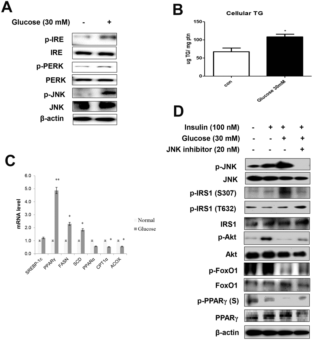 High glucose induced ER stress-mediated lipid accumulation. (A) Western blot was used to detect p-IRE, total-IRE, p-PERK, total-PERK, p-JNK, and total-JNK in cytoplasmic extracts (20 μg protein) after treatment of AC2F cells with glucose (30 mM) for 6 h. β-actin was the loading control of the cytosolic fractions. (B) Cellular triglyceride concentration after treatment with glucose (30 mM) for 36 h was measured by a colorimetric assay. The data are expressed as a mean ± SEM. Three independent experiments were performed and similar results were obtained. *p C) Real-time PCR analyses was performed for measuring the mRNA levels of lipogenesis genes (SREBP-1c, PPARγ, FASN, SCD) and β-oxidation genes (PPARα, CPT1α, and ACOX). The data are expressed as a mean ± SEM. Three independent experiments were performed and similar results were obtained. *p **p D) After stimulation with glucose (30 mM) for 2 h with insulin (100 nM) for 10 min in the absence (-) or presence (+) of JNK inhibitor (PD98059, 20 μM) for 1 h, cells were lysed and analyzed by western blotting. β-actin was the loading control of the cytosolic fractions.