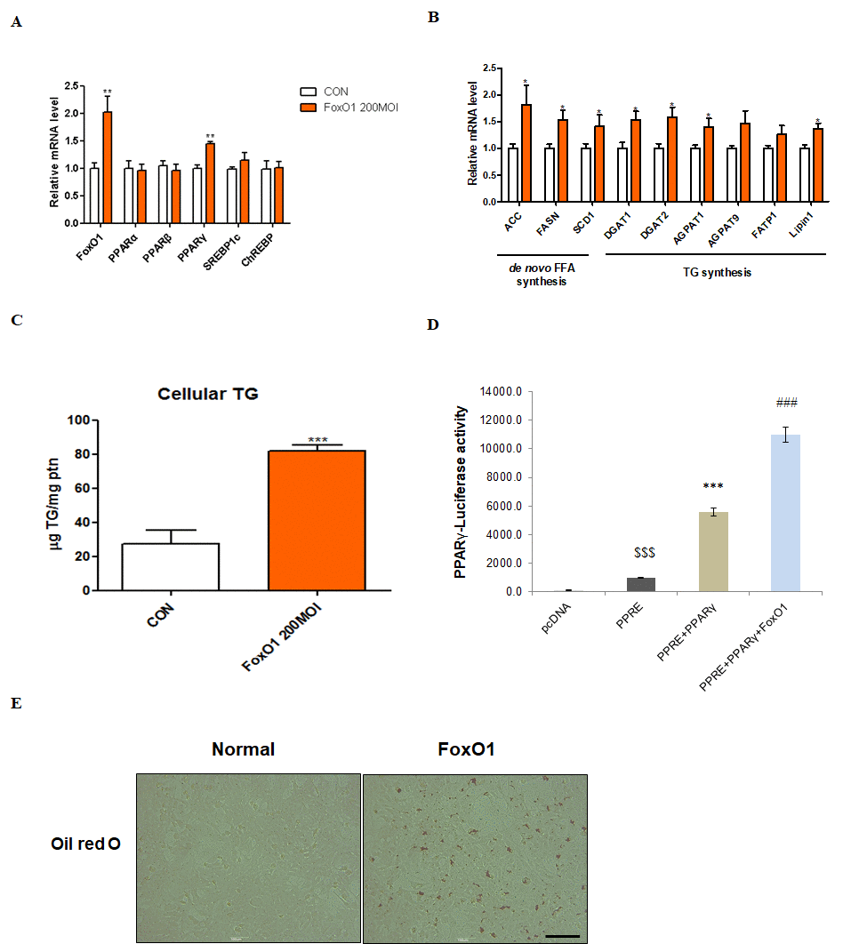 FoxO1-dependent changes in lipid accumulation in liver cells. (A) AC2F cells incubated with or without FoxO1 (200 MOI) for 24 h were subjected to real-time qRT–PCR analysis of different transcripts (FoxO1, PPARα, PPARβ, PPARγ, SREBP-1c, and ChREBP) by using the β-actin gene as a control. Results of one-way ANOVA: **p B) Cells incubated without or with FoxO1 (200 MOI) for 24 h were subjected to real-time qRT-PCR analysis of different transcripts (ACC, FASH, SCD1, DGAT1, DGAT2, AGPAT1, AGPAT9, FATP1, and lipin1) by using the β-actin gene as a control. Results of one-way ANOVA: *p C) Cellular triglyceride concentration was measured by a colorimetric assay. The data are expressed as a mean ± SEM. Three independent experiments were performed, providing similar results. ***p D) Effect of wild-type FoxO1 on the activity of the PPARγ promoter. AC2F cells in 48-well microplates were transduced with AdV-FoxO1 or control AdV-null vectors at a fixed dose (MOI, 200 pfu/cell), followed by transfection with 1 μg of pcDNA and PPARγ DNA in the culture medium. After a 24 h incubation, the cells were harvested. The relative luciferase activity was calculated based on the PPARγ-luciferase/β-galactosidase activity ratio. The data are expressed as a mean ± SEM. Three independent experiments were performed and similar results were obtained. $$$p ***p ###p E) FoxO1 transfected cells were stained with Oil red O to visualize lipid accumulation. Scale bar: 100 μm.