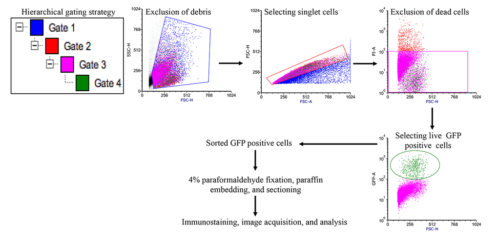 Fluorescence activated cell sorting strategy to acquire EGFP expressing Lgr5+ ISCs. Initially gates were applied using side scatter and forward scatter parameters to exclude debris and doublet cells. Subsequent gating allowed removal of dead cells and acquisition of EGFP positive ISCs for further processing.