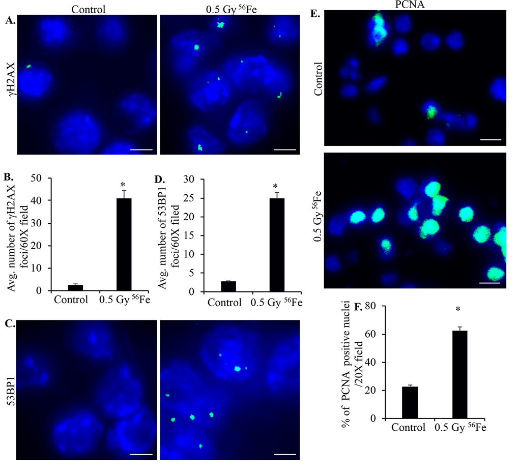 Murine ISCs show increased DNA DSB and cell proliferation after heavy ion radiation exposure. (A) Representative immunofluorescence (IF) images of murine ISC sections from control and irradiated mice showing increased γH2AX foci in nuclei after iron irradiation. Scale bars, 5 μm. (B) Number of γH2AX foci in ISC nuclei from control and irradiated mice were counted and data from five mice presented graphically showing significantly increased foci in irradiated samples. (C) Representative IF images showing 53BP1 foci in ISC sections from control and irradiated samples. Scale bars, 5 μm. (D) Quantification of 53BP1 foci in control and irradiated sections presented graphically showing increased number of foci in iron irradiated samples. (E) Representative IF images of ISC sections stained for PCNA showing increased staining in irradiated relative to control samples. Scale bars, 10 μm. (F) Graphical presentation of percent of PCNA positive nuclei in control and irradiated samples from five mice. Error bars show SEM.