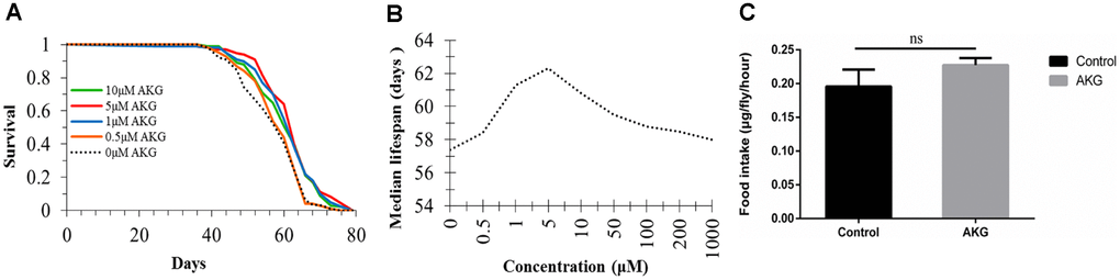 Effect of AKG on Drosophila lifespan. (A) Effects of low AKG concentrations on Drosophila lifespan. Treatment with low-dose AKG (0.5, 1, 5, and 10 μM) extended the lifespan of WDah females compared to control flies on 1x sugar/yeast/agar (SYA) food (1 μM vs 0 μM AKG, p p p = 0.002; log-rank test). (B) Effects of different concentrations of AKG on Drosophila median lifespan. (C) Food consumption measurement. There was no difference in food consumption between control and AKG-treated groups (ns = nonsignificant, p > 0.05, two-tailed Student’s t-tests).