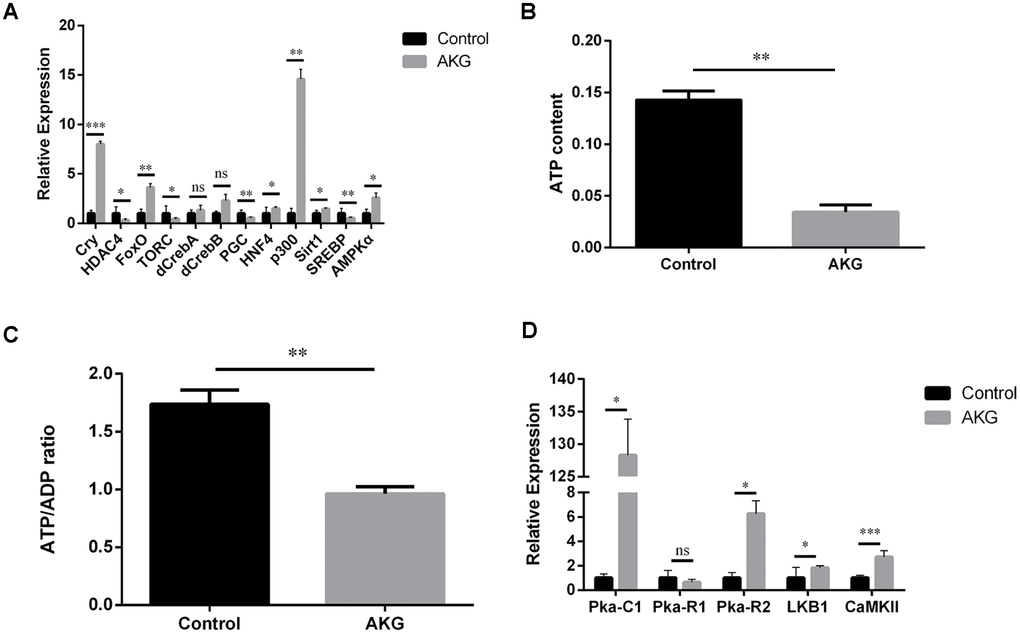 AKG activates AMPK signaling and reduces ATP and the ATP/ADP ratio. (A) Relative mRNA levels of genes downstream of AMPK (ns = nonsignificant, p > 0.05; *p p p t-test). (B) AKG-supplementation decreases ATP content in fruit flies (**p t-test). (C) AKG-supplementation decreases the ATP/ADP ratio (**p t-test). (D) Relative mRNA levels of genes upstream of AMPK (ns = nonsignificant, p > 0.05; *p p p t-test).