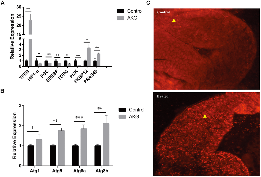 AKG supplementation increases autophagy. (A) Relative mRNA expression of genes downstream and upstream of mTOR (*p p t-test). (B) Relative mRNA expression of autophagy-related genes (*p p p t-test). (C) Phagosome staining. Representative fluorescence images of fly midguts stained with LysoTracker Red. Midguts of control flies (upper image) and AKG-treated flies (lower image) are shown.