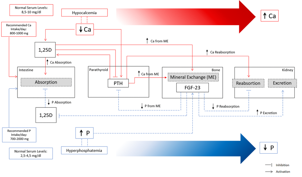 Overview of calcium (Ca) and phosphate (P) homeostatic regulation. Red lines represent the main mechanisms of Ca regulation in a situation of hypocalcemia. Decreased Ca levels in serum increase 1,25D and PTH. Increased levels of 1,25D increase Ca absorption at the intestine and stimulate mineral exchange in bone increasing Ca efflux. Increased PTH stimulate mineral exchange in bone increasing Ca efflux, and increase Ca reabsorption in the kidney. Indirectly, high levels of PTH stimulate 1,25D with consequent increase in Ca absorption. Overall, the concerted action of PTH and 1,25D lead to increased serum Ca levels until the normal range by increasing Ca reabsorption at the intestine, increasing Ca from mineral exchange in bone, and increasing Ca reabsorption in the kidneys. Blue lines represent the main mechanisms of P regulation in a situation of hyperphosphatemia. High levels of serum P increase FGF-23 production in bone, which exerts several effects to promote a decrease in serum P. FGF-23 decreases P reabsorption and increases P excretion in the kidneys, and indirectly decreases P absorption at the intestine and P efflux from bone mineral exchange, through the inhibition of 1,25D and PTH.