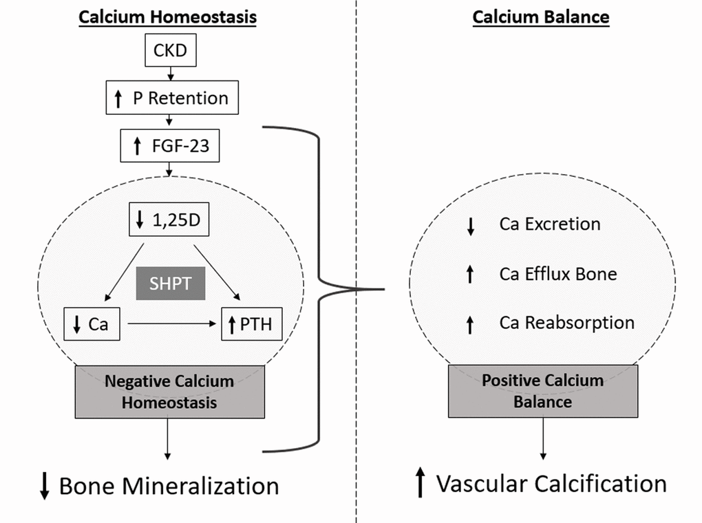 Schematic representation of the mineralization paradox in CKD. As kidney functional declines, P retention occurs and FGF-23 highly increases, with consequent decrease in 1,25D levels. Dysregulated levels of 1,25D lead to increased levels of PTH and decreased levels of serum Ca. Low levels of serum Ca maintained by low 1,25D, constantly stimulate PTH production, often resulting in secondary hyperparathyroidism (SHPT) and bone resorption leading to decreased bone mineralization. However, increased Ca efflux from bone, and increased Ca reabsorption and decreased excretion in the kidneys originate a positive Ca balance, correlated with increased vascular calcification.