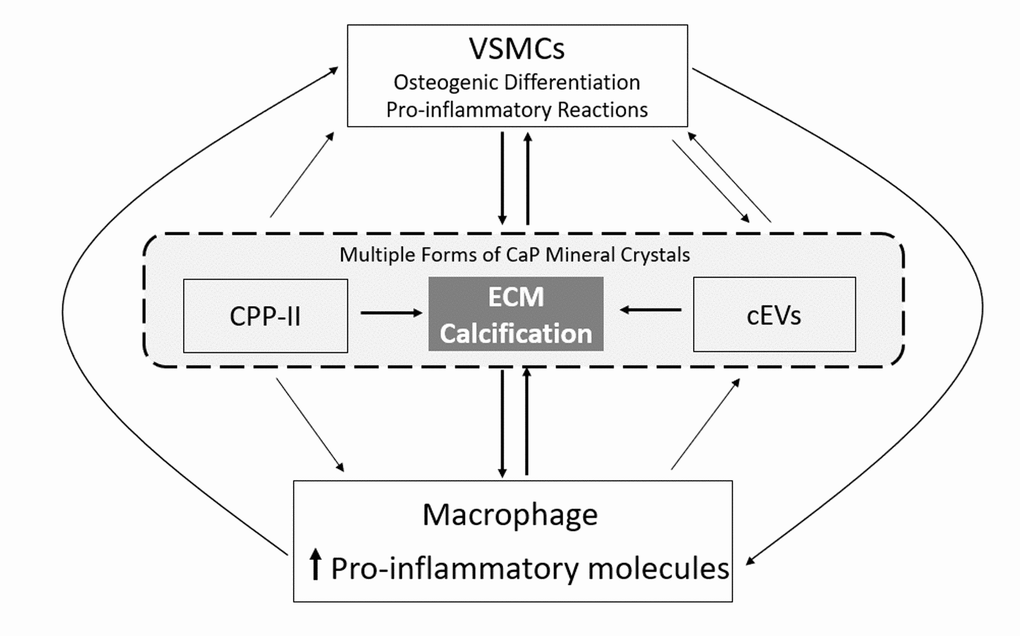 The vascular calcification-inflammation cycle. Calcium-phosphate (CaP) mineral is present in secondary calciprotein particles (CPP-II), in calcifying extracellular vesicles (cEVs) and in the extracellular matrix (ECM) of blood vessels. All these forms of CaP mineral are able to induce pro-inflammatory responses in immune and VSMs cells, and the osteogenic differentiation of VSMCs. In turn, macrophage pro-inflammatory responses contribute to increased vascular calcification through the release of cEVs and inducing osteogenic differentiation of VSMCs, while osteogenic VSMCs drive ECM calcification through the release of cEVs and increase in macrophage pro-inflammatory responses, in a vicious cycle.