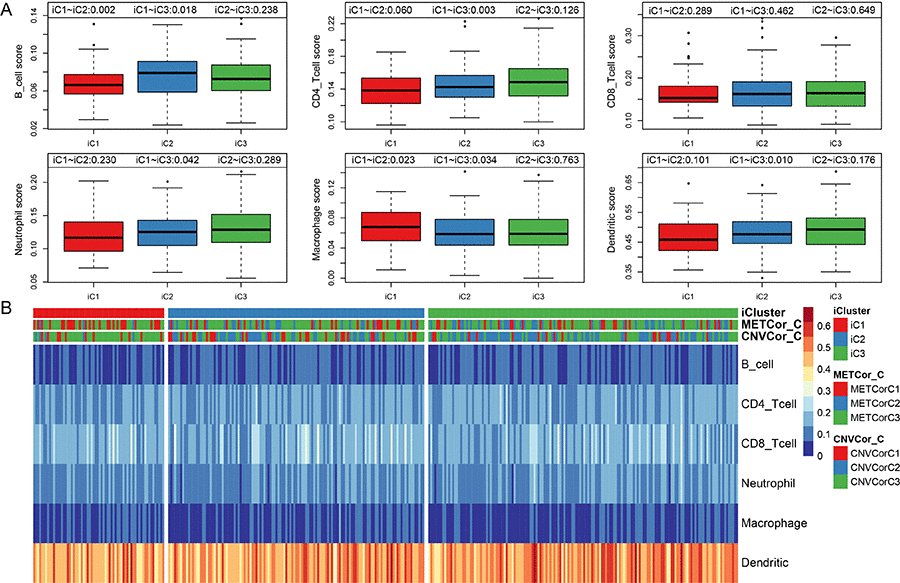 Infiltration of iC molecular subtypes in different immune cells. (A) Comparison of scores for six types of immune cells among the three iCluster gene subtypes. Immune cell scores are shown on the y-axis, and different molecular subtypes are shown on the x-axis. The Kruskal-Wallis rank test was used to identify significant differences in immune cell scores between the iC molecular subtypes. (B) Scores for six types of immune cells in all samples. iCluster indicates multi-omics molecular subtypes, METcor