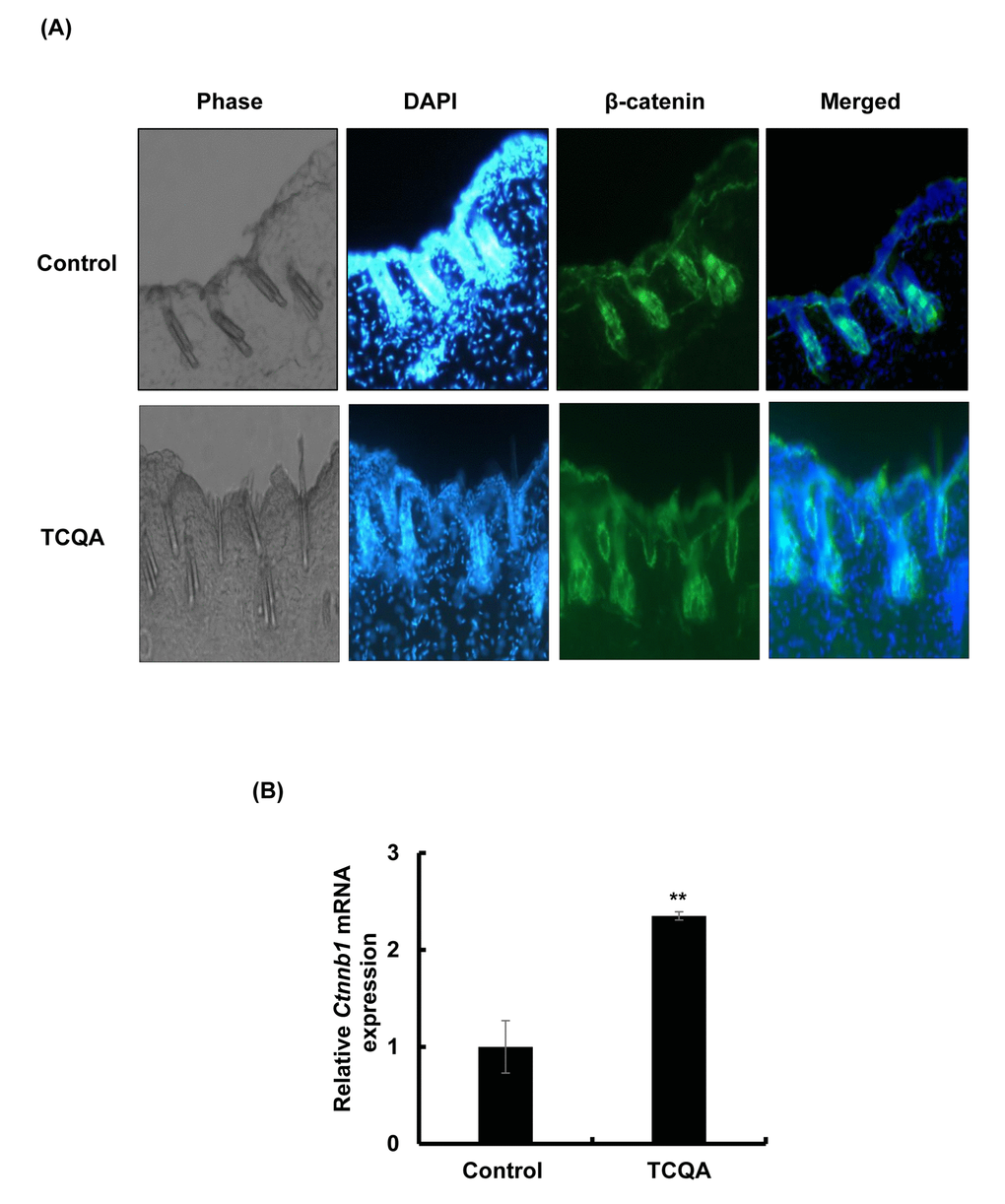 TCQA enhanced β-catenin expression in the hair follicle. (A) Immunohistochemistry was performed to measure β-catenin expression in the hair follicle and the epidermis in skin collected from the treated area from mice dorsal skin at 30 days after treatment. The figure is divided into four panels, the first panel is the phase, the second is DAPI to stain the nucleus, the third is for β-catenin staining, and the last panel is a merge between β-catenin and the nucleus. (B) Ctnnb1 mRNA relative expression was measured after treatment with TCQA at 30 days after treatment. The mRNA level was quantified using TaqMan real-time PCR from RNA extracted from the treated area (TCQA or milli-Q water) from the mice dorsal back. 