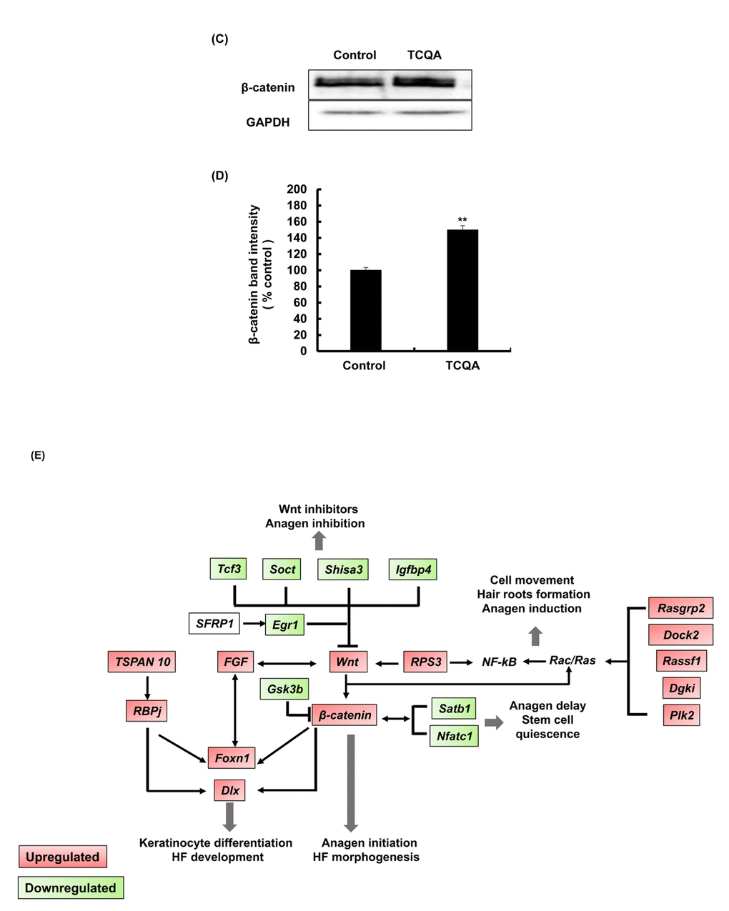 TCQA enhanced β-catenin expression in the hair follicle. (C) β-catenin protein expression was determined at the end of the treatment period. The protein was extracted from the treated area from the mice dorsal part, and western blot was carried away. (D) Band intensities was done assessed using LI-COR system. Results represent the mean ± SD of three independent experiments. *Statistically significant (P ≤0.05) difference between control and TCQA-treated mice. **Statistically significant (P ≤0.01) difference between control and TCQA-treated mice. (E) Summary of the up and downregulated genes modulated by TCQA compared with the control. The red color represents the upregulated genes and the green color the downregulated genes.