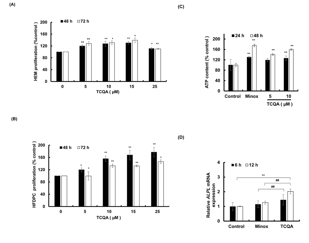 TCQA stimulated hair bulb cells proliferation. (A) Cell proliferation of human epidermal melanocytes (HEM) was assessed after 48 and 72 h treatment with various concentrations of TCQA. (B) Cell proliferation of human hair follicle dermal papilla cells (HFDPCs) was assessed after 48 and 72 h treatment with various concentrations of TCQA. (C) ATP content determination after treatment with 5 and 10 µM of TCQA and 0.1 µM of minoxidil (Minox) used as positive control. (D) Gene expression of ALPL (Alkaline Phosphatase) after 6 and 12 h treatment with 0, 10 µM TCQA, and 0.1 Minox. The mRNA level was quantified using TaqMan real-time PCR after treatment. Results represent the mean ± SD of three independent experiments. *Statistically significant (P ≤0.05) difference between control and treated cells. **Statistically significant (P ≤0.01) difference between control and treated cells. ##Statistically significant (P ≤0.01) difference between Minox-treated cells and TCQA-treated cells.