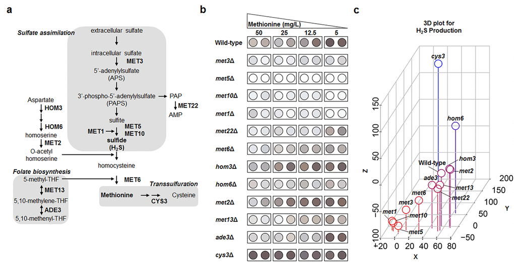 Genes involved in sulfate assimilation are crucial for MR-mediated H2S production. (a) Methionine metabolic pathway. A gene name is shown in the corresponding step. (b) Lead acetate assay to determine methionine metabolism-related genes under diverse methionine restricted conditions. (c) Three-dimensional plot demonstrating the effect of gene deletion on hydrogen sulfide production. Hydrogen sulfide levels under 50 mg/L (regular condition) and 5 mg/L (MR condition) of methionine were digitized based on spot darkness. For wild-type and deletion mutants, the x-axis indicates the difference between MR-condition and regular-condition hydrogen sulfide levels and the y- and z-axes indicate the difference between the deletion mutant and wild-type hydrogen sulfide levels under regular and MR conditions, respectively. Spot color shows low (red) to high (blue) z-axis values.