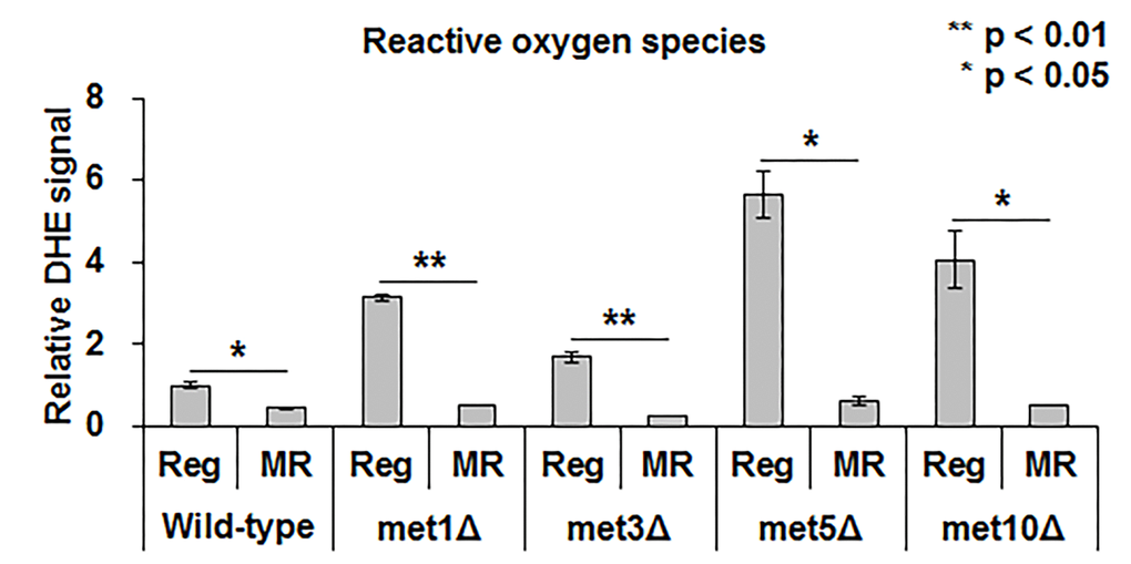 MR significantly reduces ROS regardless of methionine assimilation defectiveness. ROS levels in the wild-type strain under regular condition is considered as the standard. The relative level of the other strains is depicted. Experiments were run in triplicate. The bar graph indicates the mean ± SEM. The asterisks (*) indicate the p-value calculated using two-tailed Student’s t-test between regular and MR conditions in the same strain.