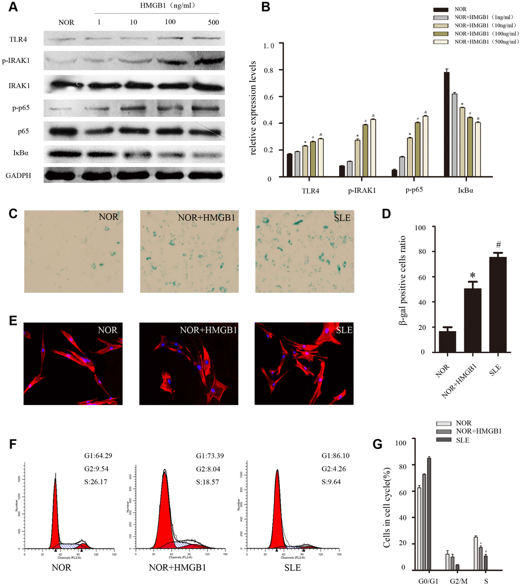 NOR MSCs were cultured at the different concentration (1,10,100,500ng/ml) of HMGB1 for 48 h. (A, B) The expressions of TLR4, p-IRAK1, p-p65 and IκBa in MSCs were determined by western blot analysis. GAPDH was used as the internal control. (C, D) BM-MSCs were fixed and stained with SA-β-gal. (E)The distribution of F-actin was disordered after treatment with exogenous HMGB1 by Immunofluorescence. (F, G) Cell viability was assessed by flow cytometry analysis. (Bar represents mean ± SD,*P 