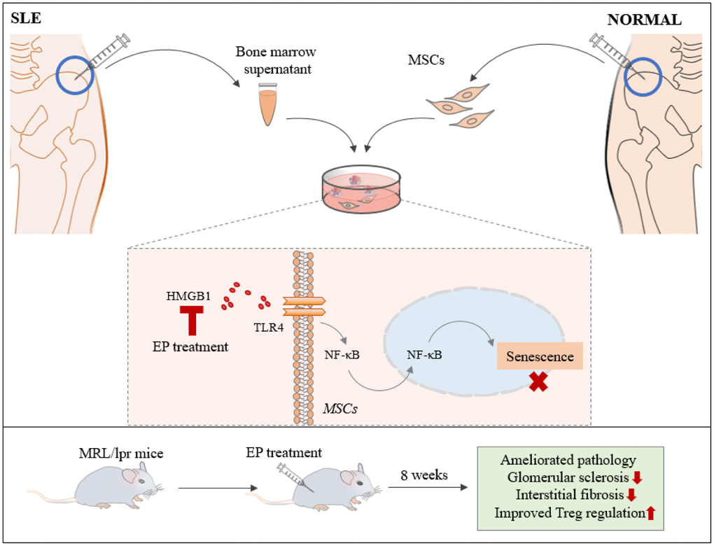 BM-MSCs and bone marrow supernatant were isolated from bone marrow of healthy donors and SLE patients. SLE bone marrow supernatant led MSCs to senescence via HMGB1/TLR4/NF-κB signaling pathway, HMGB1 had great significance. Ethyl pyruvate (EP), a high security HMGB1 inhibitor, was injected intraperitoneally to treat MRL/lpr mice aged 14 weeks for 8 weeks. EP alleviated the clinical aspects of lupus nephritis and prolonged survival of MRL/lpr mice, by reversing the senescent phenotype of BM-MSCs from MRL/lpr mice.