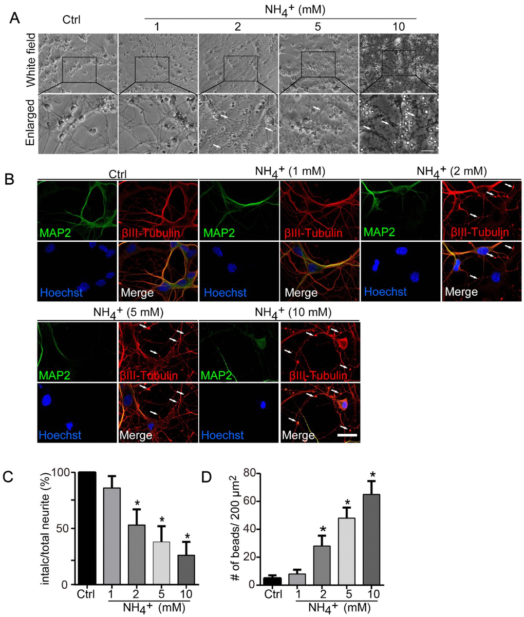 Ammonia induces axonal degeneration of cultured neurons. (A) Axonal beading and fragmentation in the course of degeneration induced by ammonia (1, 2, 5, and 10 mM for 24 h) in cerebellar granule neurons (CGNs) cultured for DIV 7. Morphological changes of neurons were monitored with phase-contrast microscopy, and representative and enlarged images were shown. White arrows show the beading formation. Scale bar, 50 μm. (B) Same treated neurons were subjected to immunocytochemistry with MAP2 staining (Green signal) for dendrites and βIII-Tubulin (red signal) for neurites. Hoechst staining shows the nucleus of neurons. Whiter arrows show the beading formation along the axonal shafts. Dendrites revealed by MAP2 showed no varicosities. Scale bar, 20 μm. Quantitative measurements of neurite fragmentation (C) and axonal beading (D). Relative percentages in the control group (Ctrl) were set at 100% in (C).* p 