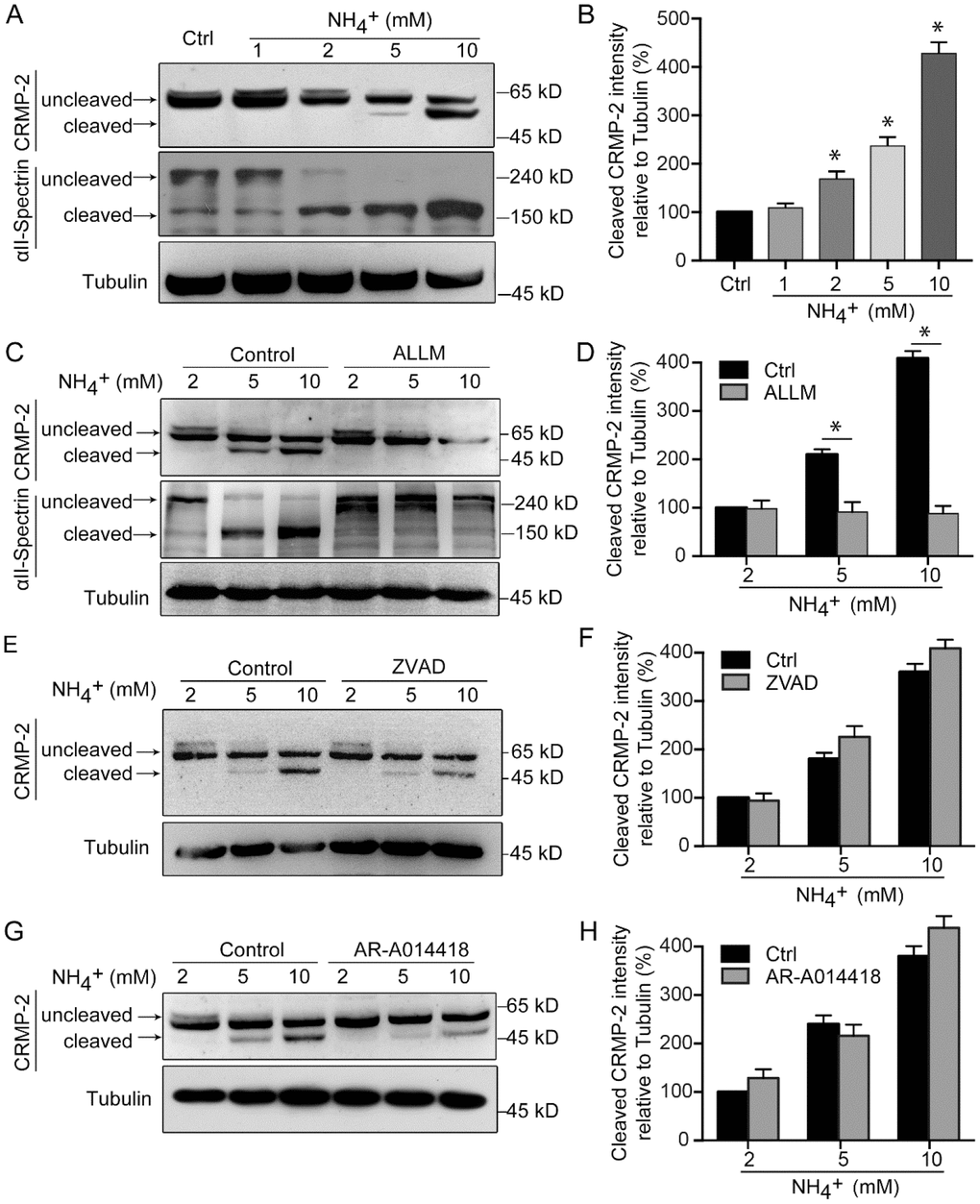 CRMP-2 is cleaved after ammonia treatment, which is mediated by calpain. Cultured cerebellar granule cells were treated as in Figure 1, and then neuronal lysates were subjected to western blotting with antibodies against CRMP-2 and αII-Spectrin (A). (B) Quantification of intensity bands for cleaved CRMP-2 relative to that for tubulin. Relative value in control group was set to 100%. Western blotting analyses of cultured cerebellar granule cells treated along with calpain inhibitor ALLM (10 μM) (C and D), caspase inhibitor ZVAD (20 μM) (E and F), and GSK-3 inhibitor AR-A014418 (10 μM) (G and H). Data are means ± SEs from at least three independent experiments; * p 