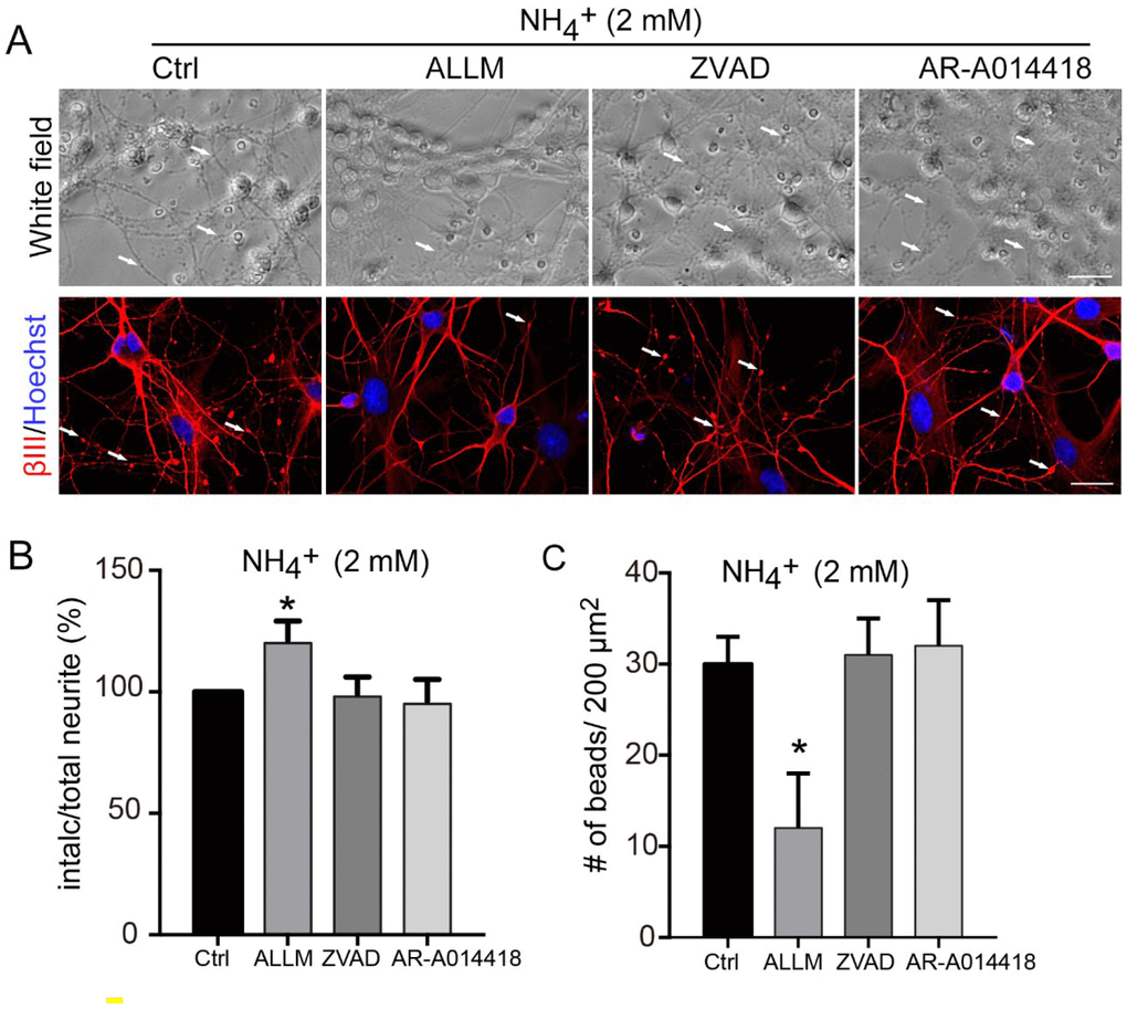 Axonal degeneration induced by ammonia is mediated by calpain. (A) Cultured cerebellar granule cells were treated with 2 mM ammonia for 24 h with or without ALLM, ZVAD, or AR-A014418, and observed by microscopy. Neurons were subjected to immunocytochemistry with βIII-Tubulin (βIII) and Hoechst for nucleus staining. White arrows show the beading puncta. Neurite fragmentation (B) and axonal beading (C) were quantified as in Figure 1. Data are means ± SEs from at least three independent experiments; * p 
