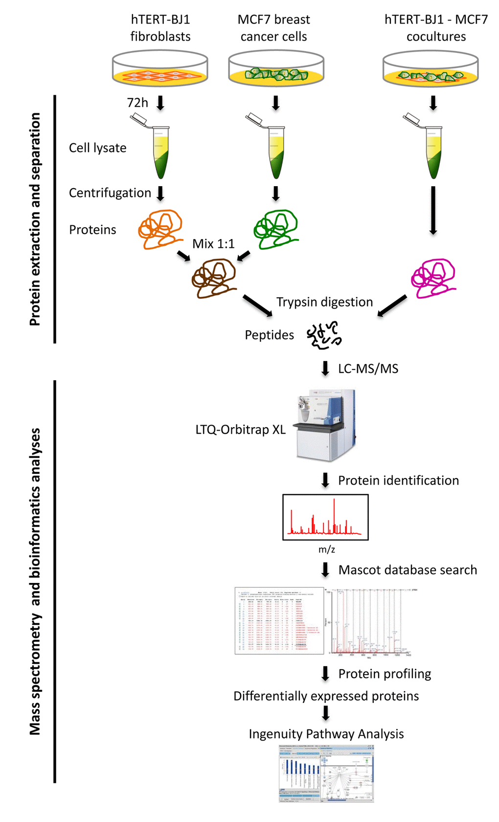 Schematic diagram summarizing the work‐flow for MCF7‐fibroblast co‐culture studies and bioinformatics validation. Protein lysates were obtained from hTERT‐BJ1 fibroblasts after 72 h co‐culture with MCF7 breast cancer cells. Alternatively, protein lysates were obtained from hTERT‐BJ1 fibroblasts and MCF7 cells cultured separately as monolayers and then mixed. Peptides obtained after trypsin digestion were analysed via LC‐MS/MS on an LTQ‐ Orbitrap XL mass spectrometer. Label‐free quantitative proteomics was used to detect changes in protein abundances across co‐cultures and mixed cell population extracts. The proteomics data sets were further analyzed using Ingenuity Pathway Analysis. This co‐culture approach is predicted to better simulate the fibroblast‐rich local tumor micro‐environment in vivo.