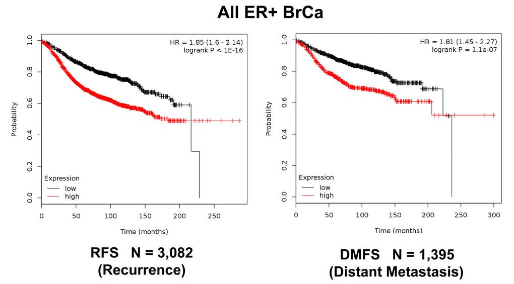 K‐M analysis of recurrence and metastasis using a Mito‐Signature in a larger group of all ER(+) breast cancer patients, independently of treatment. Patients with high‐expression levels of the Mito‐Signature showed near 2‐fold increases in recurrence (N = 3,082; p 