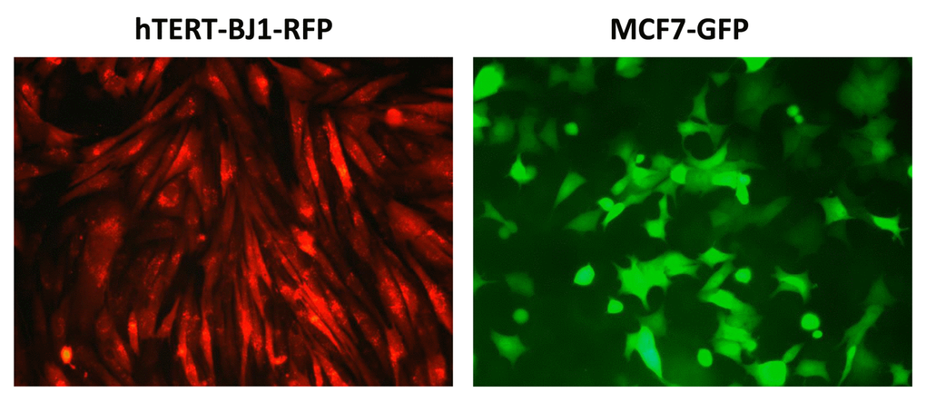 Representative images of hTERT‐fibroblasts and MCF7 cells expressing fluorescent proteins. hTERT‐BJ1‐fibroblasts expressing RFP and MCF7 cells expressing GFP were generated by lentiviral transduction. RFP, red fluorescent protein; GFP, green fluorescent protein.