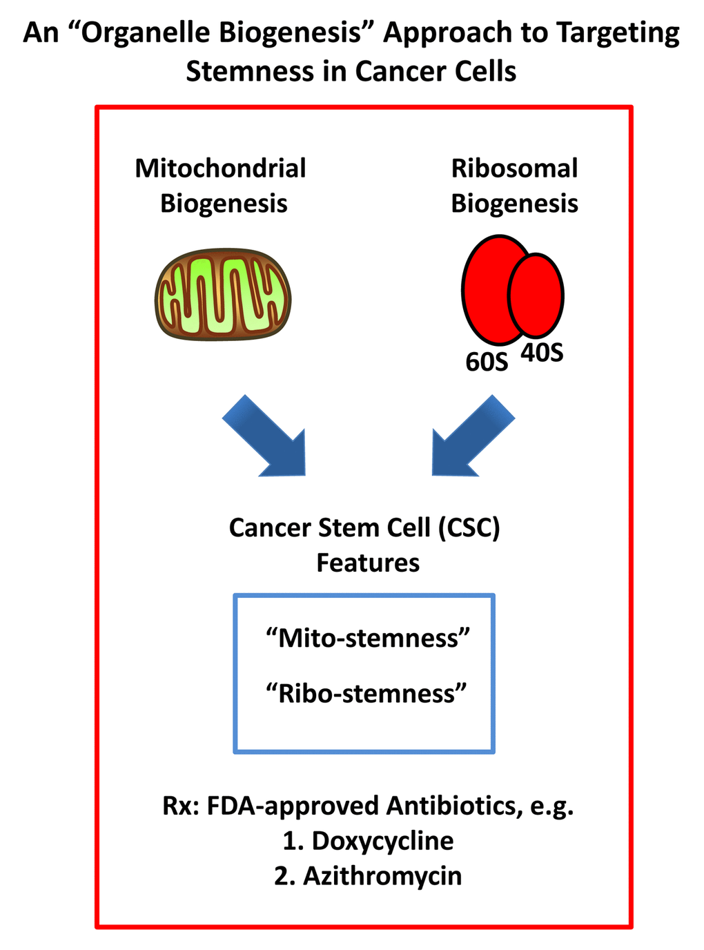 An “organelle biogenesis” approach to cancer therapy. A schematic diagram illustrating that breast cancer cells in co-culture increase their “mito-stemness” and “ribo-stemness” features is shown. Note the increases in mitochondrial biogenesis and the protein synthesis machinery, as enumerated in Supplementary Tables 1 to 4 and independently confirmed by Ingenuity Pathway Analysis (IPA). These findings predict increased susceptibility to treatment with FDA-approved antibiotics, such as Doxycycline and Azithromycin.
